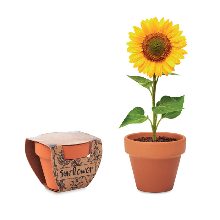 mo6147-40-1 Terracotta-Topf Sonnenblume