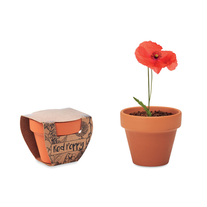 mo6148-40-1 Terracotta-Topf Mohnblume