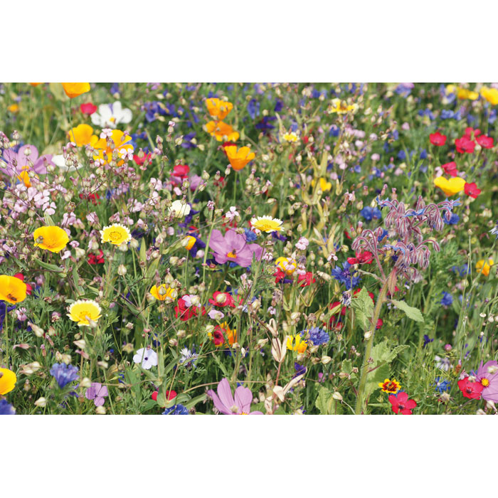 Samen Sommerblumen