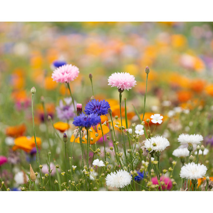 DIN A6 Wildblumen-Samenpapier