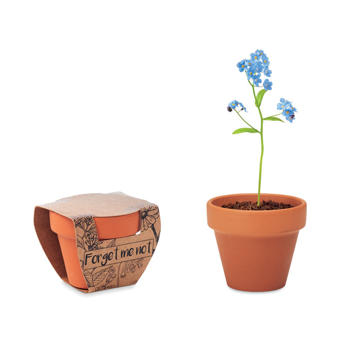 mo6146-40-1 Terracotta-Topf Vergissmeinnicht