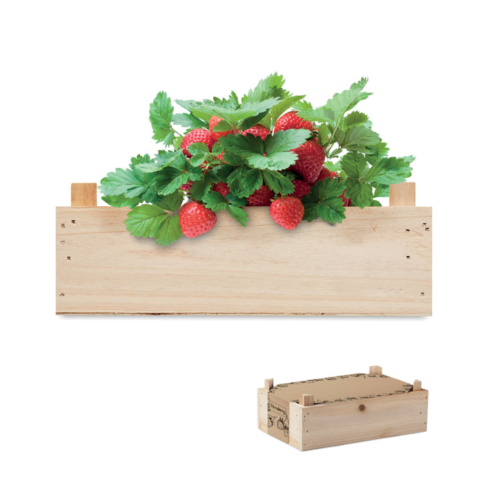 mo6506-40-1 Saat-Set Erdbeere